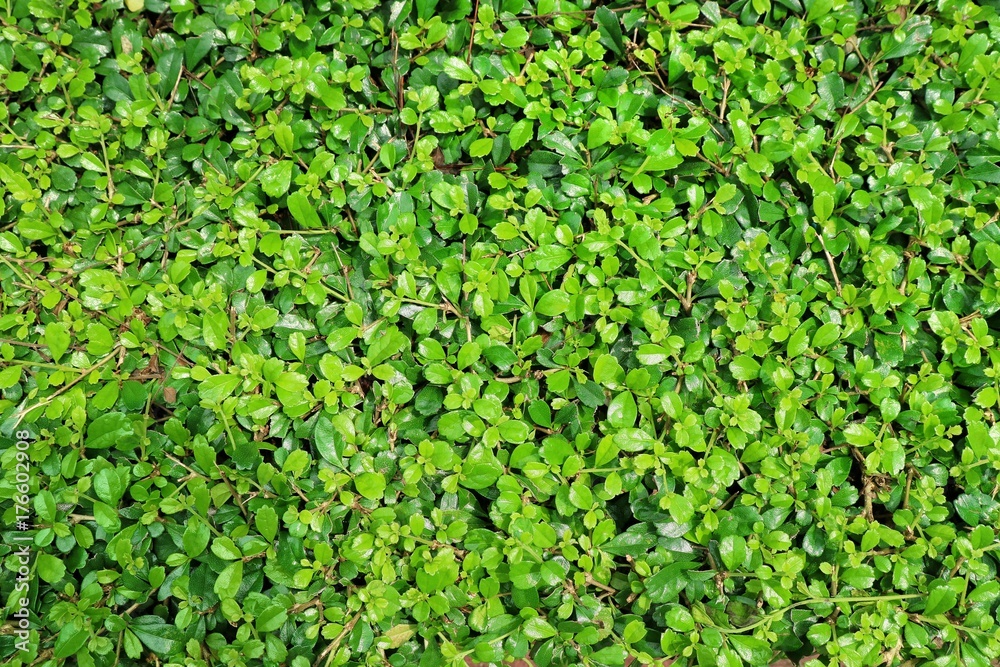 Fresh green leaves after the rain. Nature background concept. Fresh green leaves after the rain. Nature background concept.