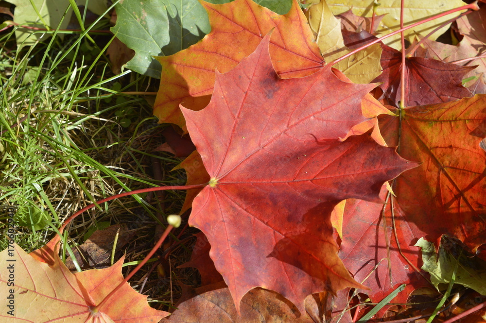 Autumn colored maple leaves lying on lawn Autumn colored maple leaves lying on lawn