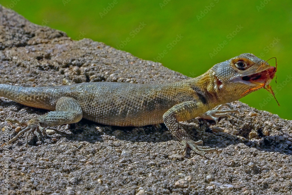 Brazil lizard eating insect Brazil lizard eating insect