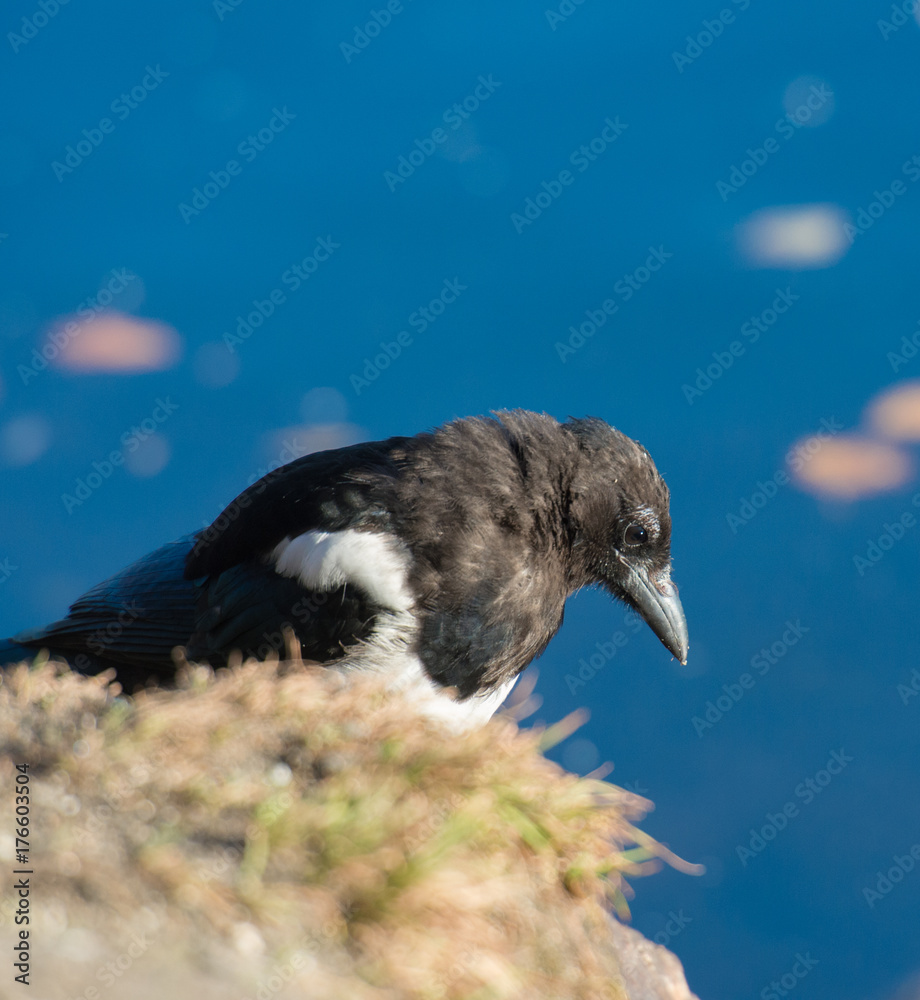 Fototapeta premium Eurasian magpie looking for food