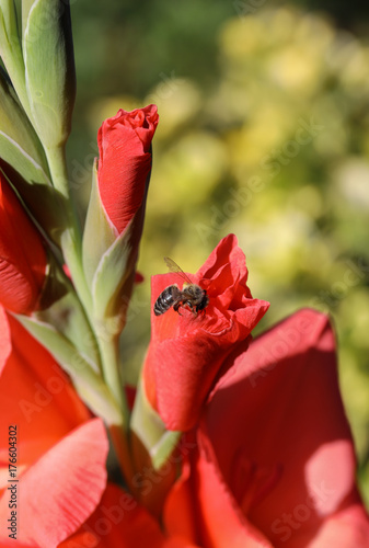 Fototapeta Naklejka Na Ścianę i Meble -  Head of  gladiolus flower in summer garden