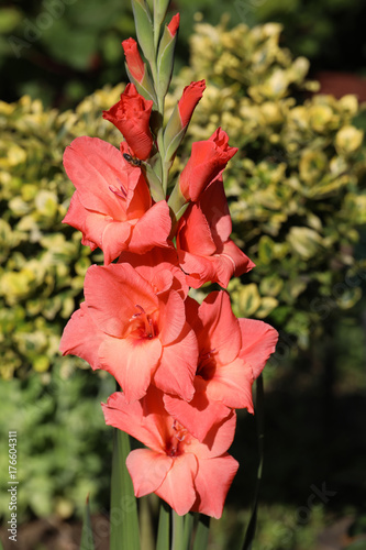 Fototapeta Naklejka Na Ścianę i Meble -  Head of  gladiolus flower in summer garden