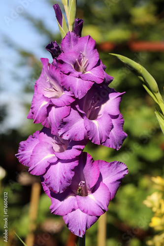Fototapeta Naklejka Na Ścianę i Meble -  Head of  gladiolus flower in summer garden