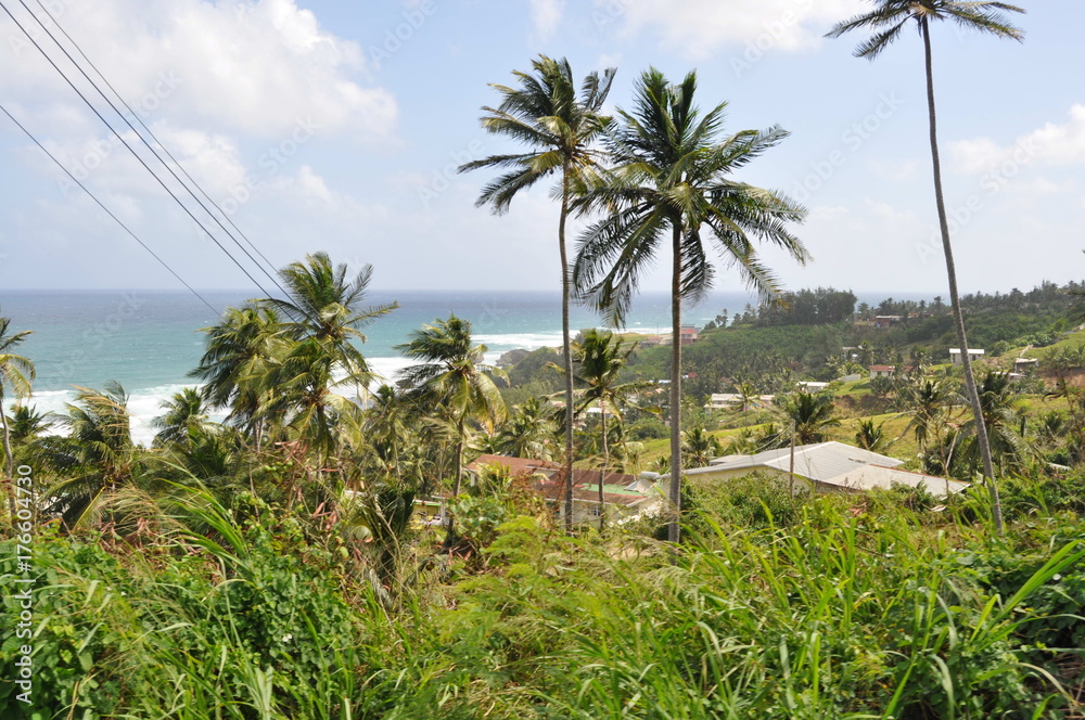 custom made wallpaper toronto digitalLandscape in Barbados