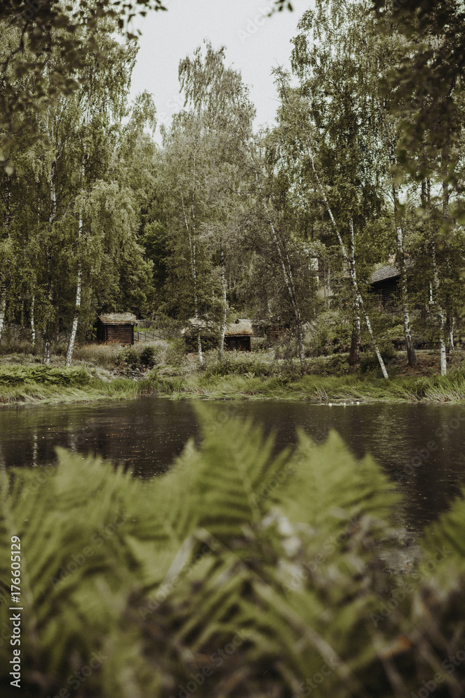 Fototapeta premium Green Woods