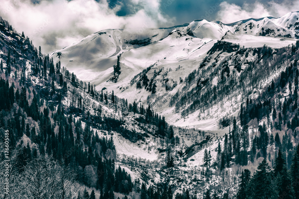 Obraz premium The valley of snow-capped mountains, many trees on the slopes, a hard-to-reach place tinted in black and white.Audakhara, Relict national park of Ritsa. Abkhazia.