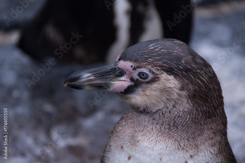 Penguin portrait.