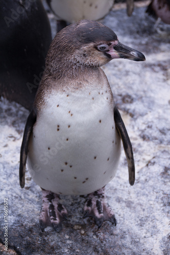 Penguin 
