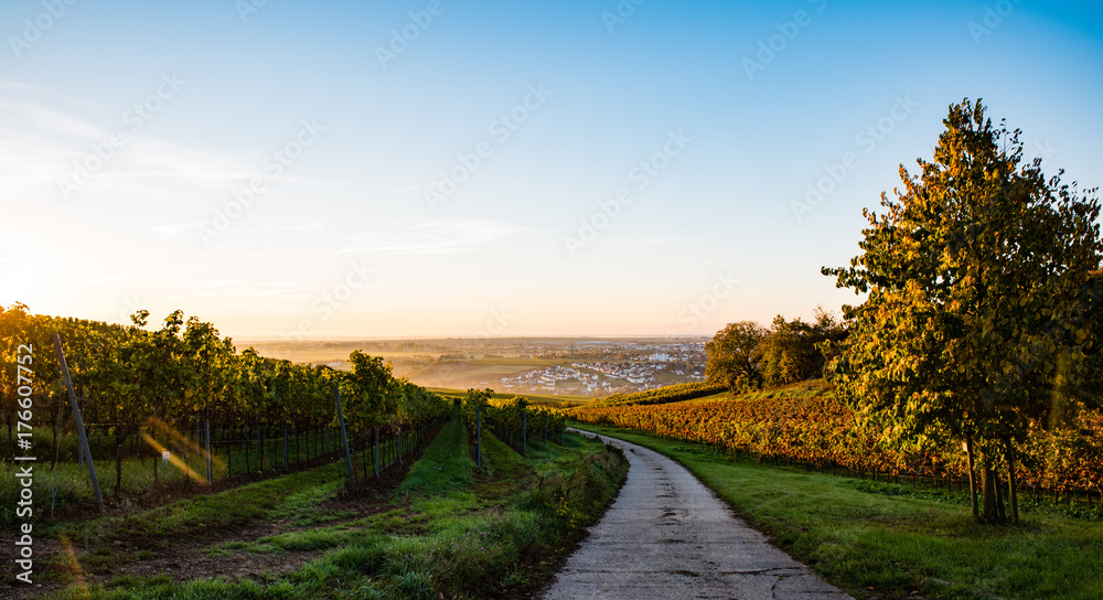 road winding to gruenstadt, vineyard
