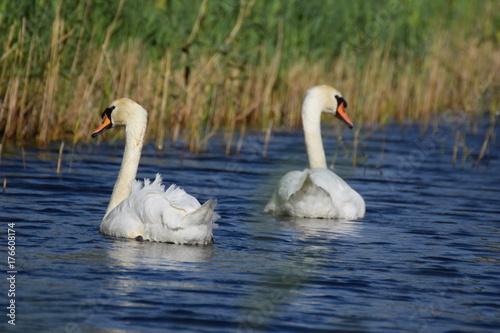 White swan bird swimming
