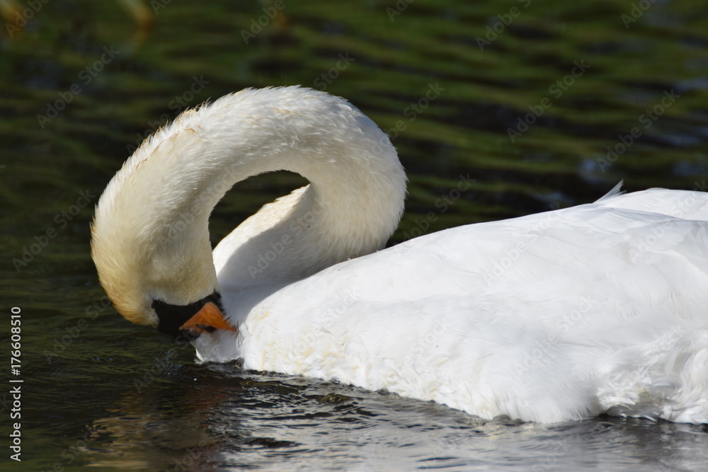 Obraz premium White swan bird swimming