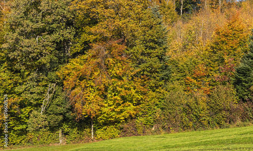 Colorful trees in autumn. The picture was taken at the middle of October on the Uetliberg mountain in the Swiss canton of Zurich.