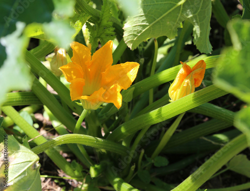 flowers of a plant of courgette