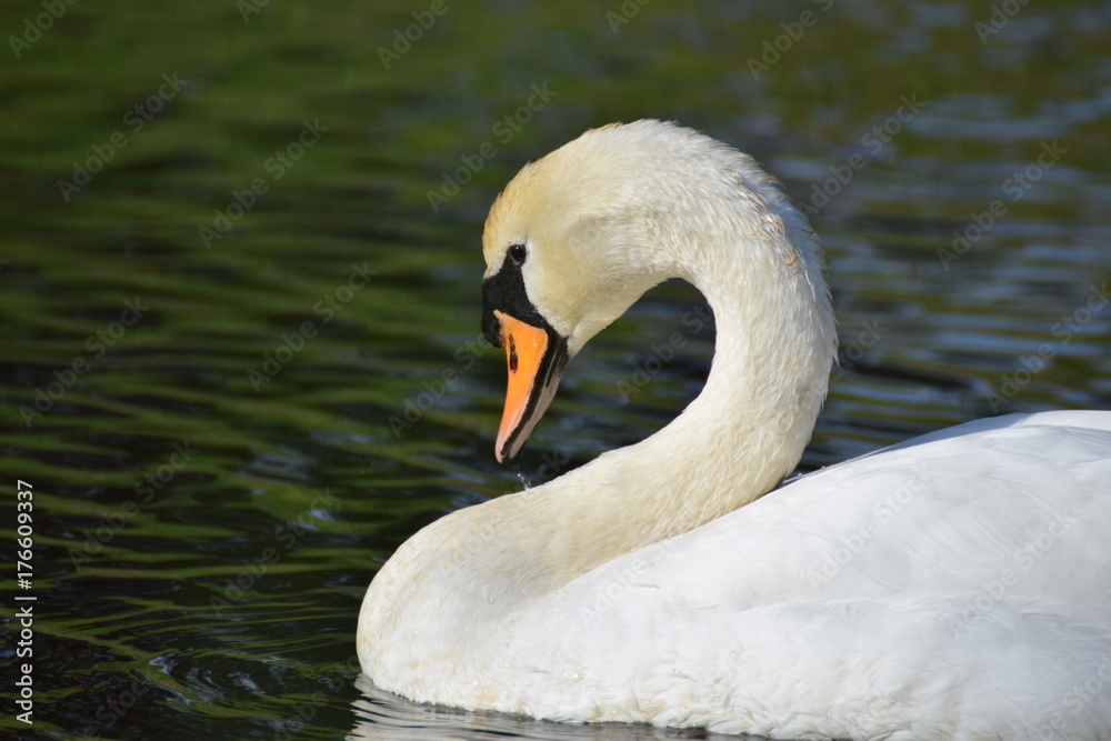 White swan bird swimming