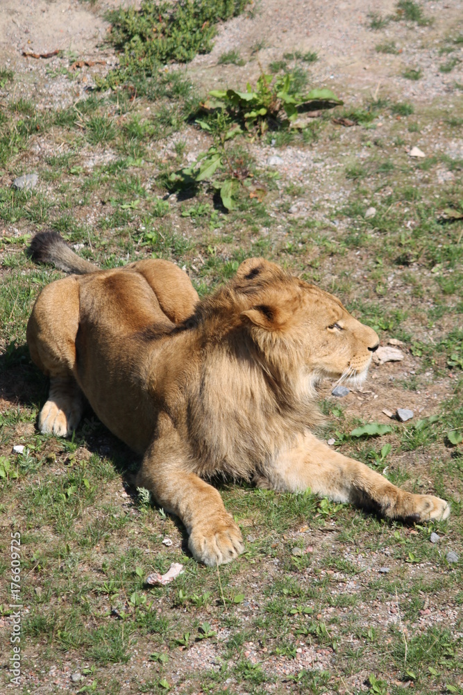 lion lion