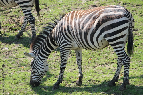 zebra