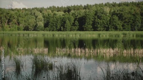 Gull fly over the water.Birds fky over the lake.A lake in the pine forest. photo