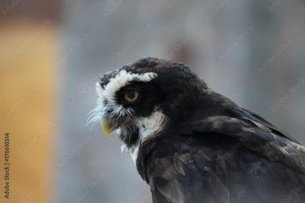 Naklejka premium bird of prey