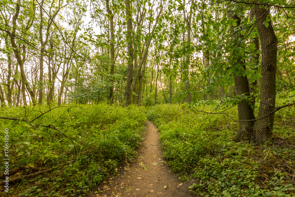 Trees in forest in sunset, natural wood and plants, path in the grass Trees in forest in sunset, natural wood and plants, path in the grass