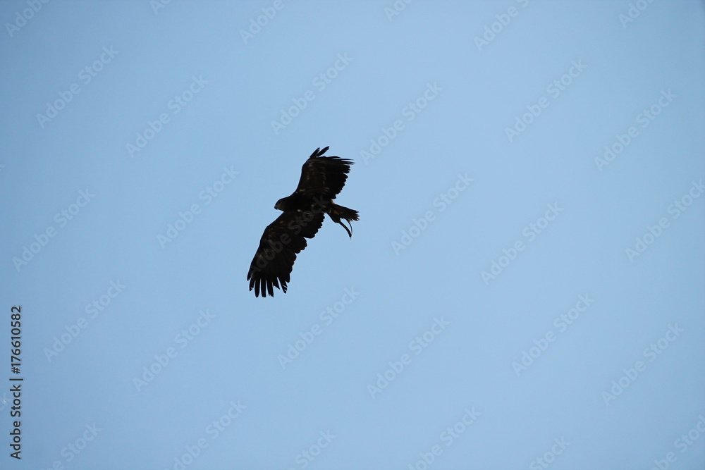 Obraz premium raptor