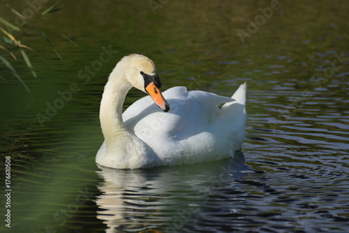 Fototapeta Naklejka Na Ścianę i Meble -  White swan bird swimming