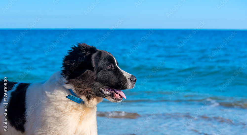 landseer water work rescue dog landseer water work rescue dog