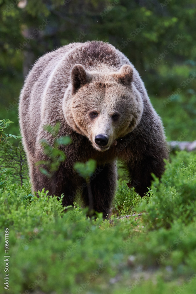 Obraz premium Brown bear in the forest