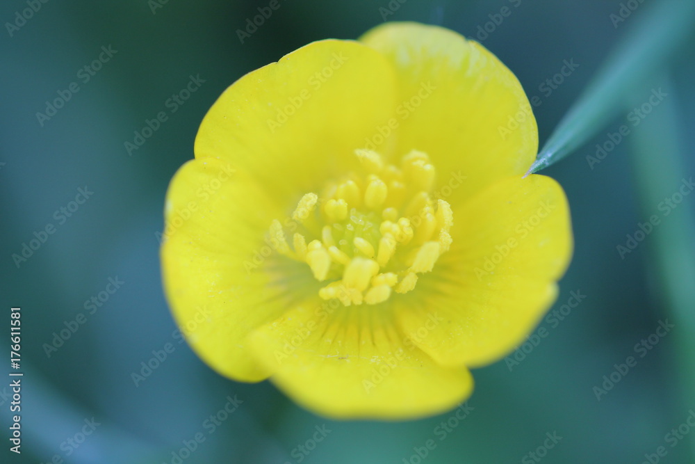 Fototapeta premium flower