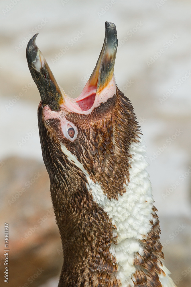 Naklejka premium photo of a Humboldt penguin calling 
