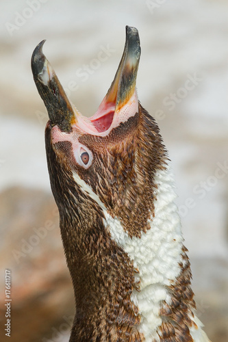 photo of a Humboldt penguin calling 