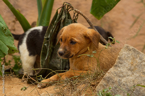 Photography photo of a pair of feral puppies in India