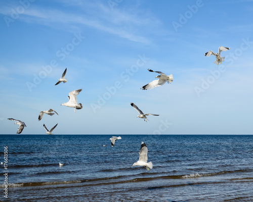 White seagulls flying over Baltic Sea in Latvia.