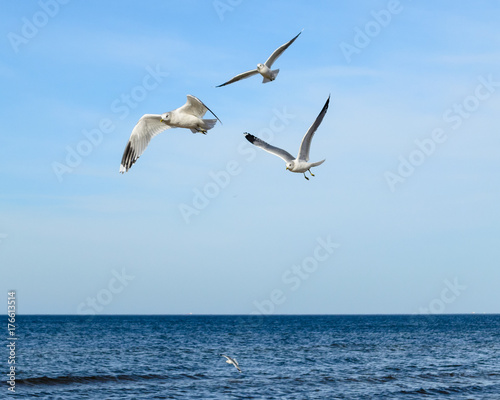 White seagulls flying over Baltic Sea in Latvia.