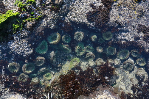 A tidal pool filled with sea anemones and mussels on the West Coast Oregon USA