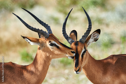 Two black faced impala photo
