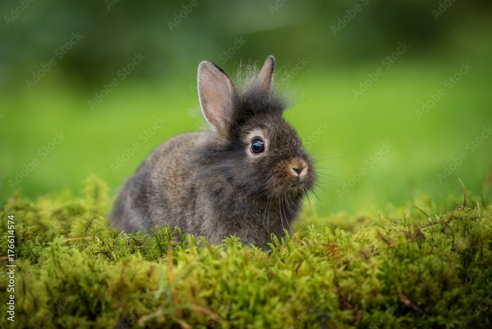 Fototapeta premium Little rabbit sitting on the lawn
