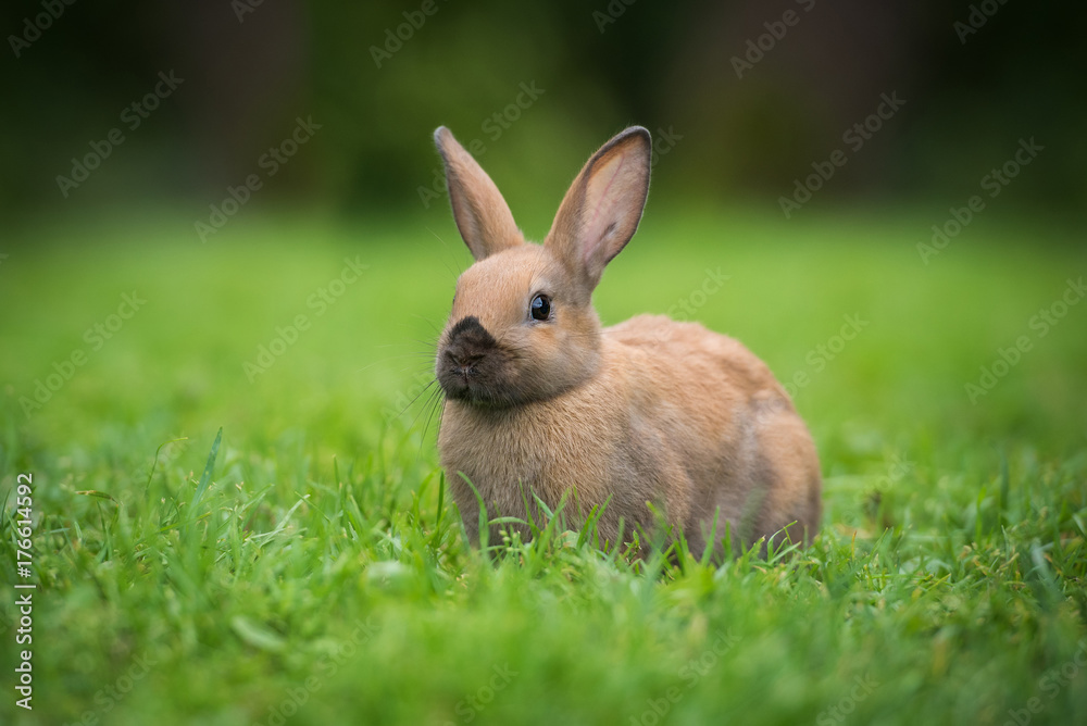 Fototapeta premium Little rabbit sitting on the lawn