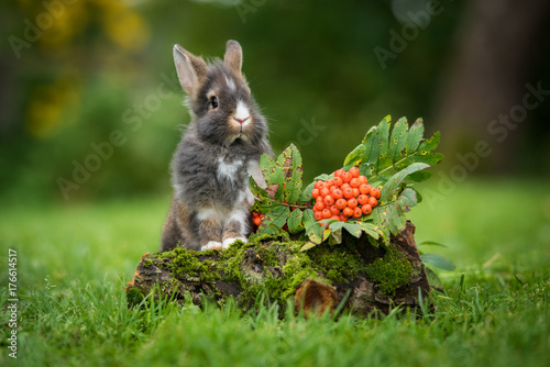 Little rabbit with a rowan