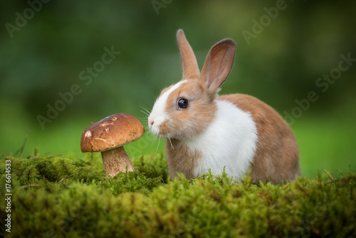 Little rabbit with a mushroom in the forest