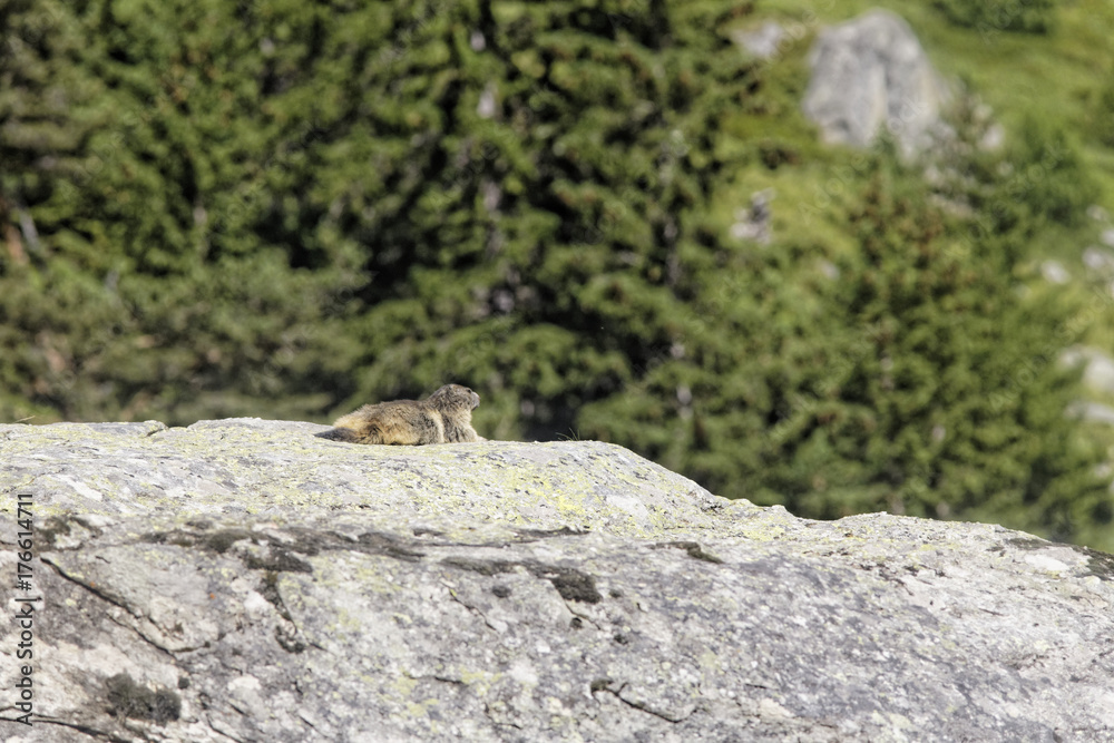 marmotte marmotte
