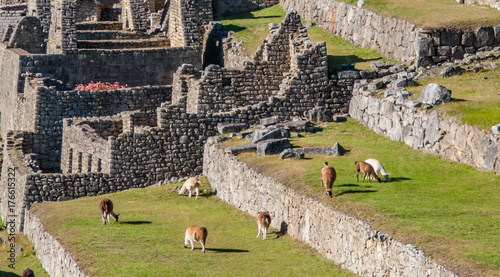 Fotografija Llamas pasturing at Machu Picchu citadel