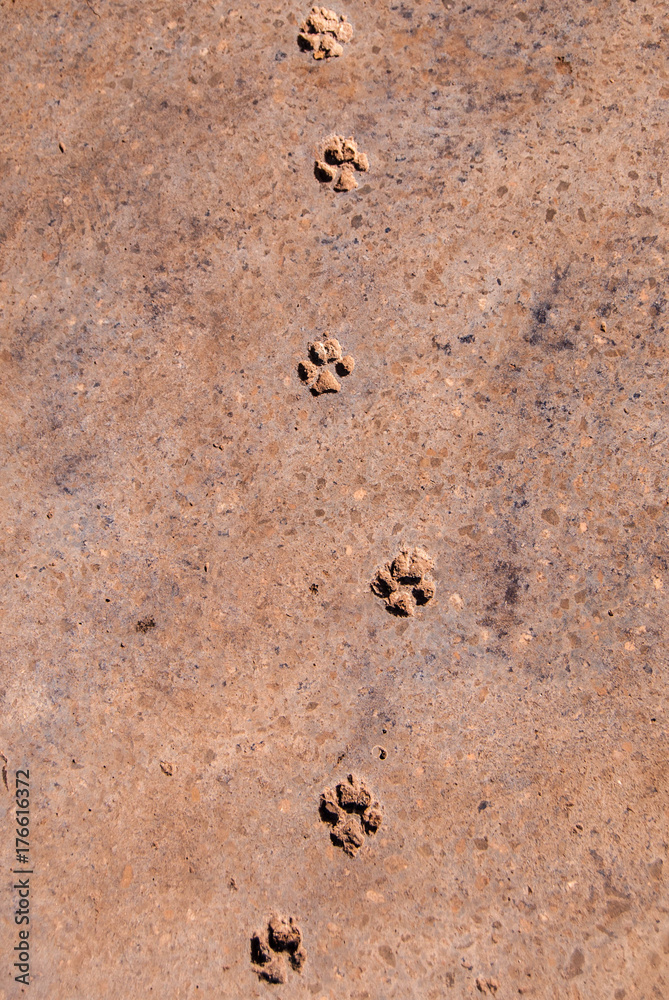 traces of a dog on the road traces of a dog on the road
