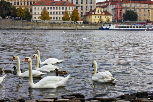 Fototapeta Naklejka Na Ścianę i Meble -  Swans on the water