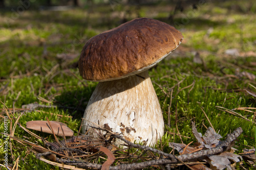 Cep mushroom .Mushrooms in the moss in the forest.