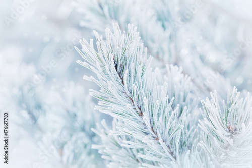 Christmas winter background from pine tree covered with hoarfrost, frost or rime in snowfall. Lovely landscape of nature.