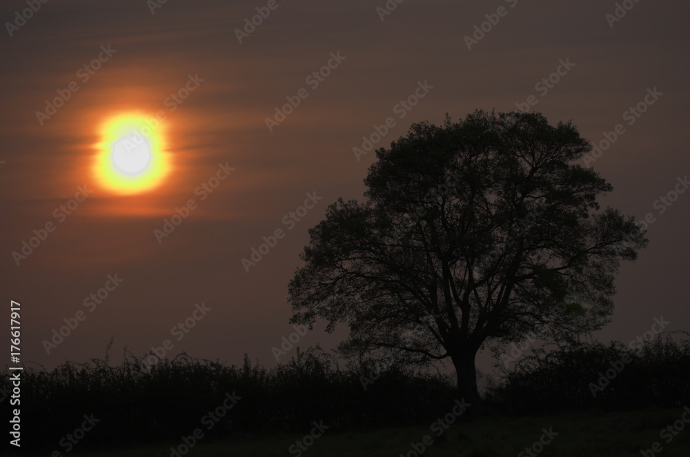 Sunrise over tree and hedgerow