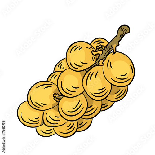 Illustration of Langsat -Vector Illustration
