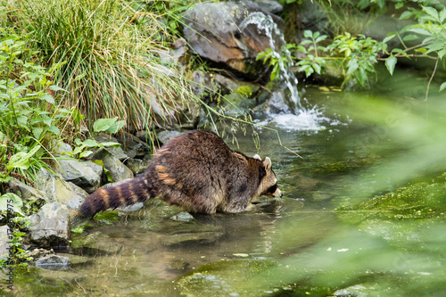 Raccoon in a creek photo