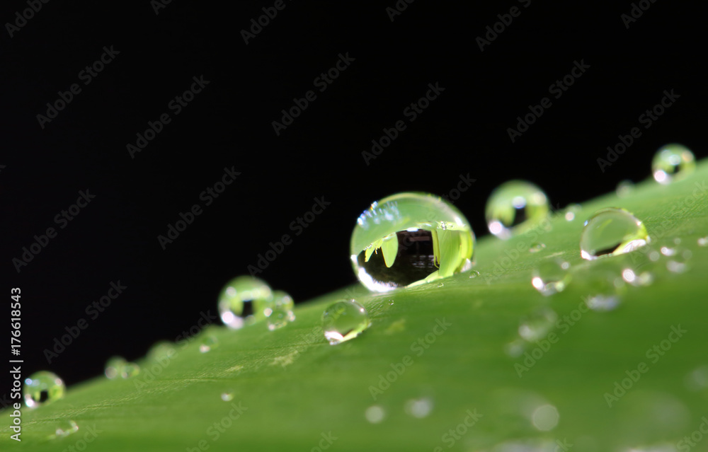 morning nature background with beautiful drop morning nature background with beautiful drop