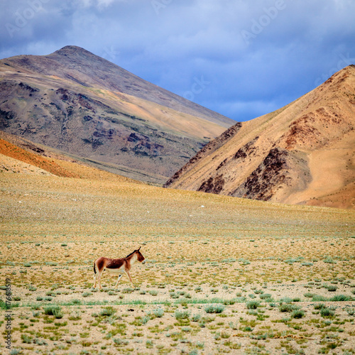 Tibetan Wild Ass